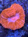 Cynarina lacrymalis - Rot mit hellblauem Center / WYSIWYG2